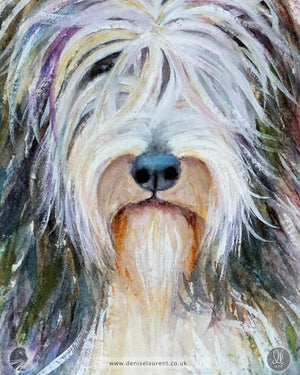 Close-up of a bearded collie watercolour painting, focusing on the dog's expressive face with a blend of shades, capturing his friendly nature.