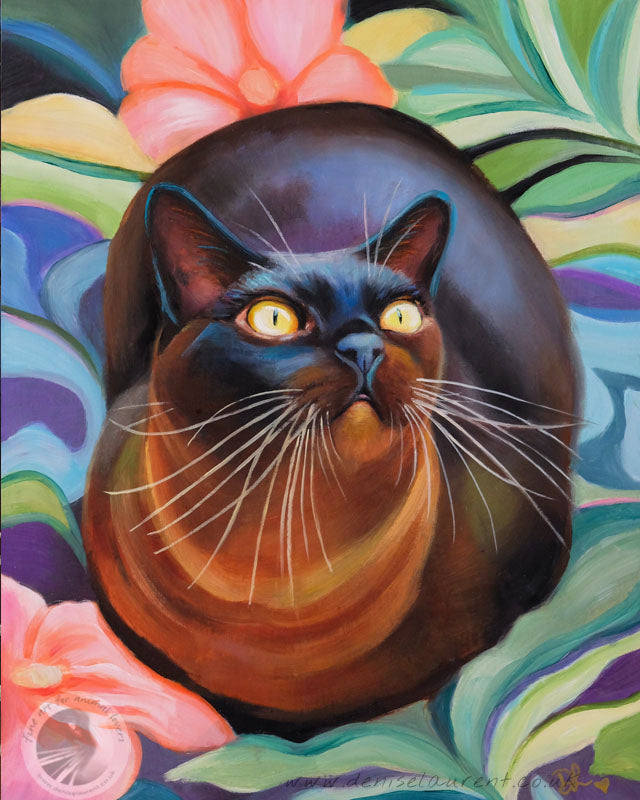 Moki - Sold