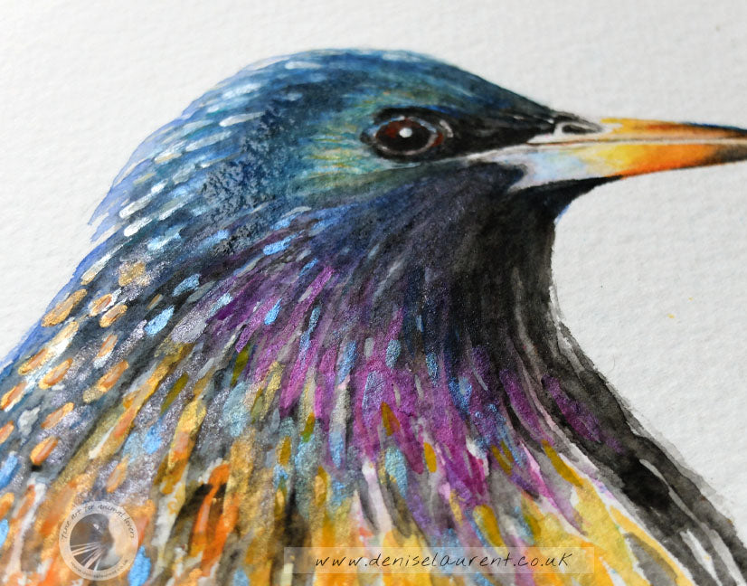 Curious Starling - Sold