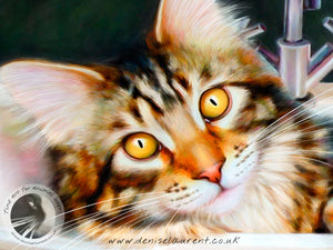 Taz In the Sink - Maine Coon Cat Art Print