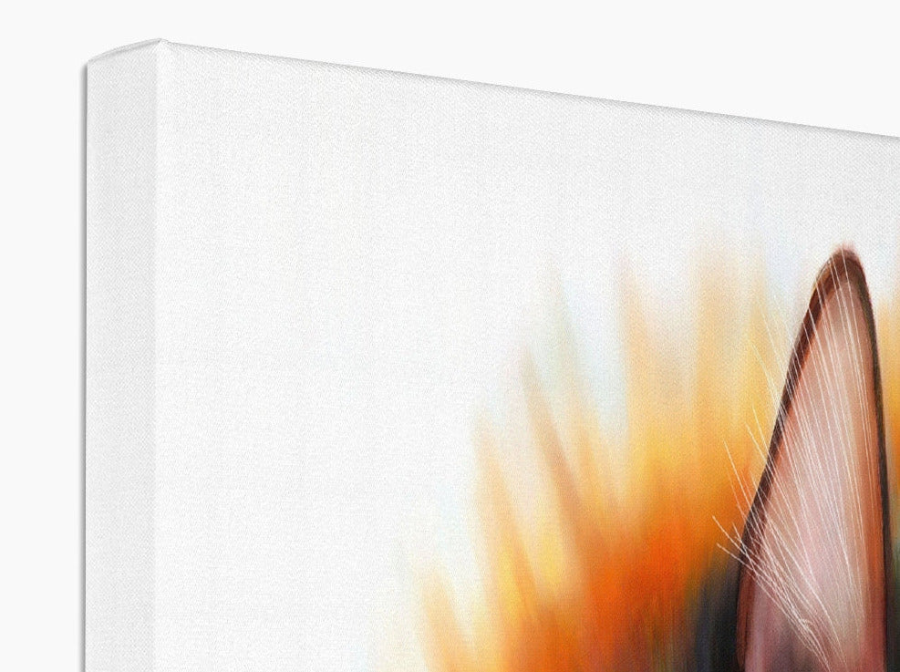 a tortoiseshell cat sunbathing