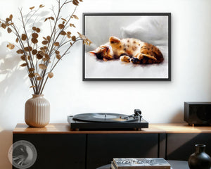 All Curled Up - Bengal Cat Framed Canvas Print