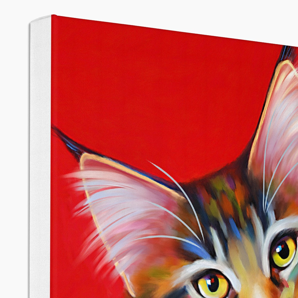 a tabby maine coon cat on a red background