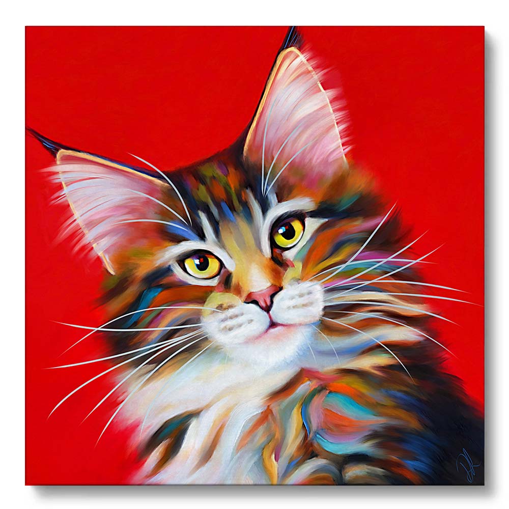 a tabby maine coon cat on a red background