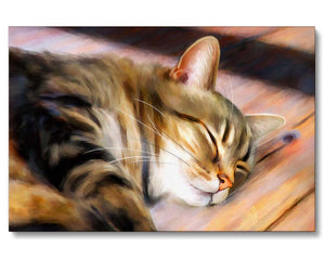 a tabby cat asleep in the sun on the floor