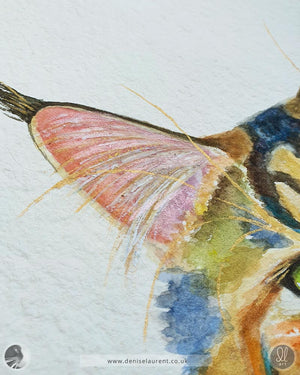 Phoenix - Maine Coon Cat Watercolour