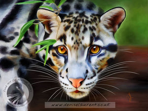 Clouded Leopard - Big Cat Print