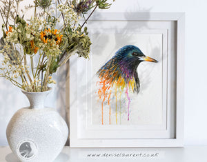 Curious Starling - Sold