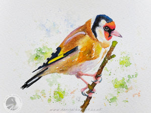 Goldfinch On A Branch - 10x7" watercolour Painting