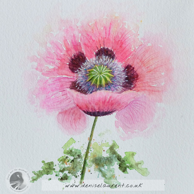 Pink Poppy - Framed 10x10" Watercolour Painting