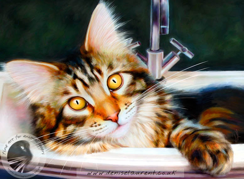 Taz In the Sink - Maine Coon Cat Art Print