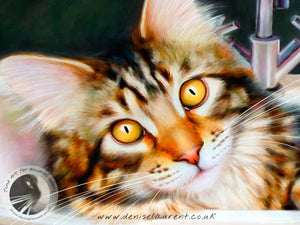 Taz In the Sink - Maine Coon Cat Print