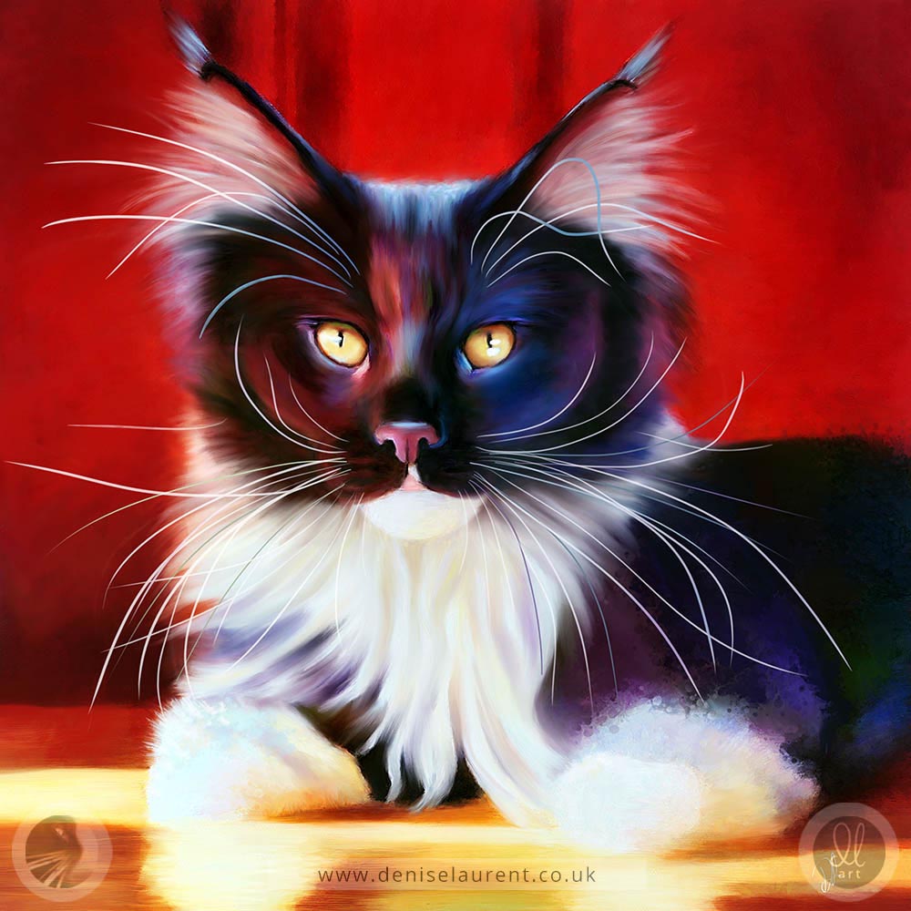 fine art print of a black and white main coon cat on a red background
