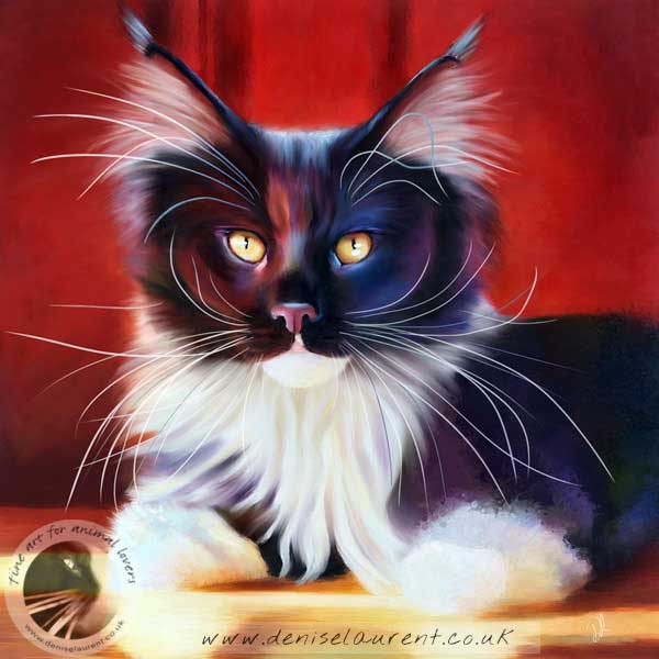 fine art print of a black and white main coon cat on a red background