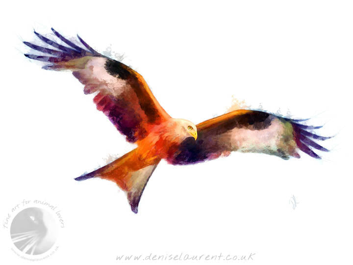 Touching The Wind - Red Kite Bird Print